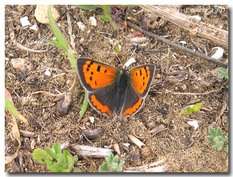 Schiusura precoce di Lycaena phlaeas in Sicilia